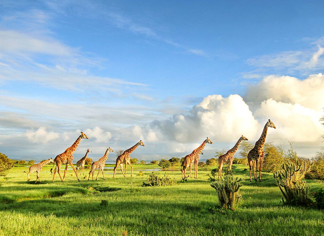 Amazing Things To See In Serengeti National Park