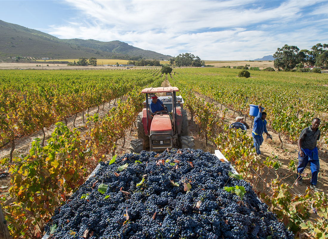 The Process Of Making Vineyard Concentrate.